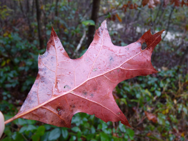 Verso des feuilles Agrandir dans une nouvelle fenêtre (ou onglet)